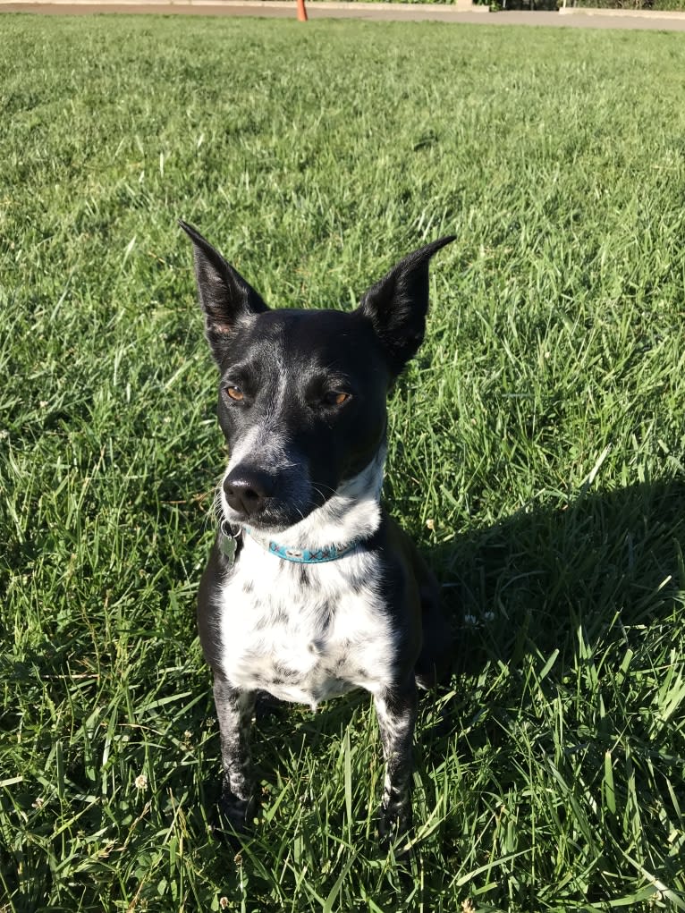 Ninja, an Australian Cattle Dog and Chihuahua mix tested with EmbarkVet.com