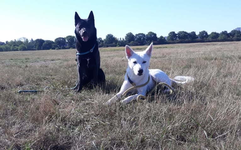 Suri, a Canaan Dog tested with EmbarkVet.com