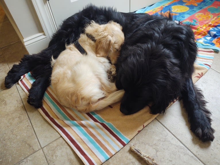 Molly, a Newfoundland tested with EmbarkVet.com