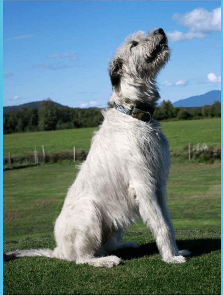 Augie, an Irish Wolfhound tested with EmbarkVet.com