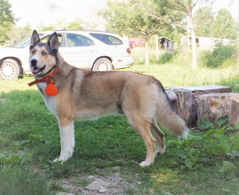 Kai, a Shetland Sheepdog and Siberian Husky mix tested with EmbarkVet.com