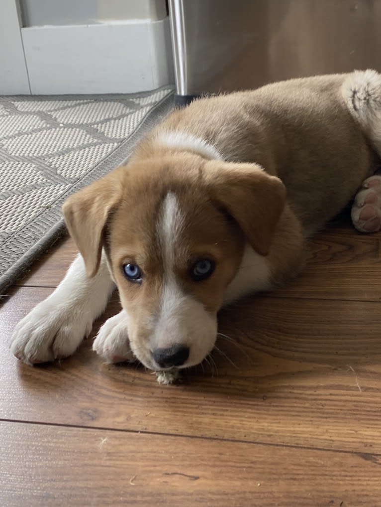 Kayce, a Siberian Husky and Alaskan-type Husky mix tested with EmbarkVet.com