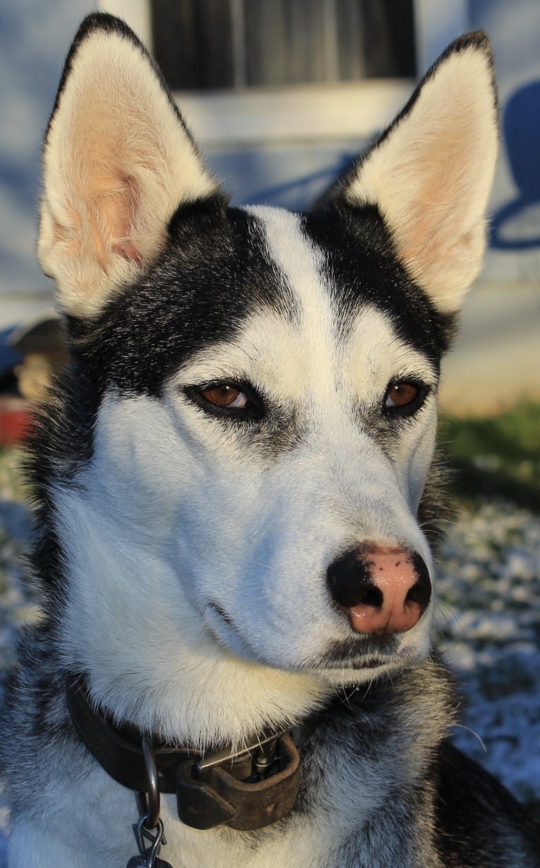 Anna, a Siberian Husky and American Pit Bull Terrier mix tested with EmbarkVet.com