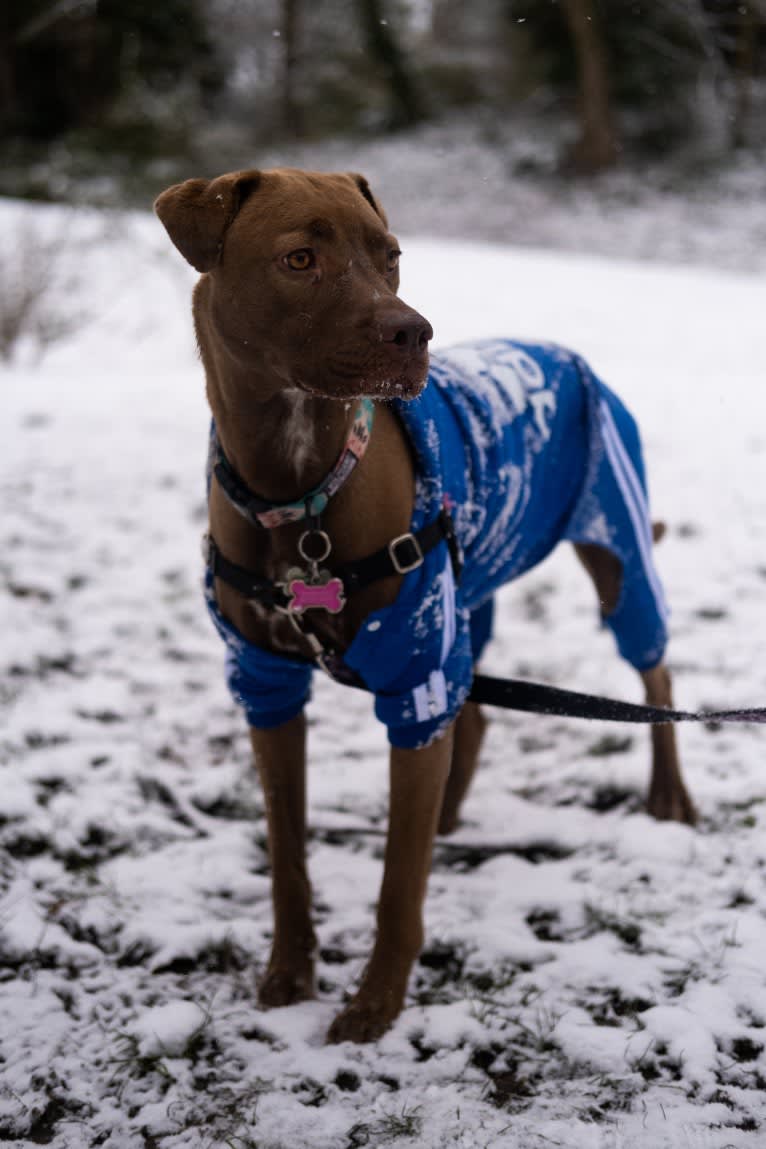 Bonnie, an American Pit Bull Terrier and Labrador Retriever mix tested with EmbarkVet.com