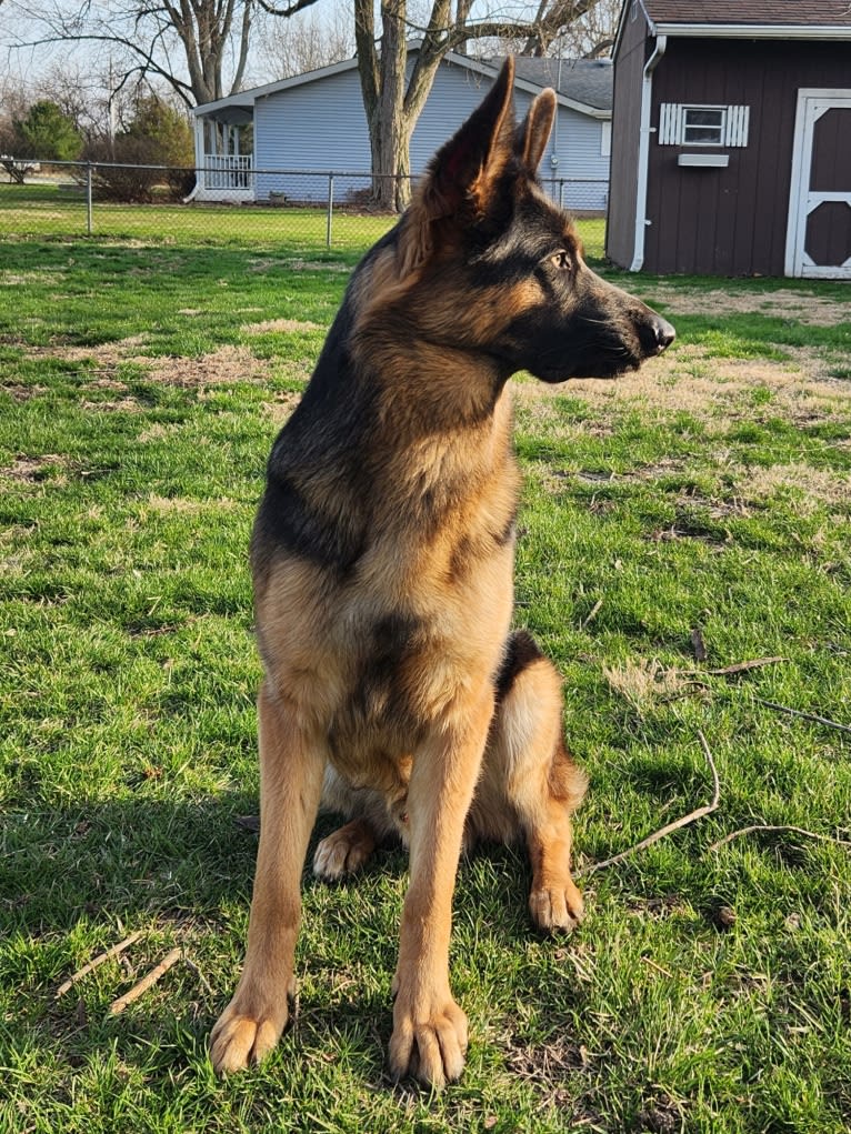 Banner, a German Shepherd Dog tested with EmbarkVet.com
