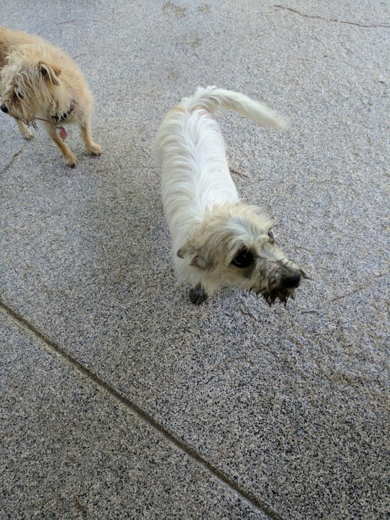 buddy, a Chihuahua and Poodle (Small) mix tested with EmbarkVet.com