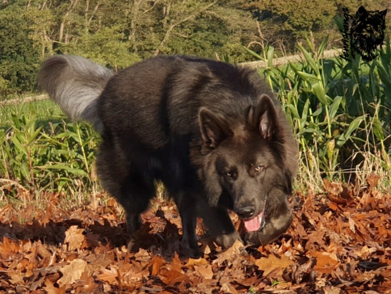 VERGIL, a German Shepherd Dog tested with EmbarkVet.com