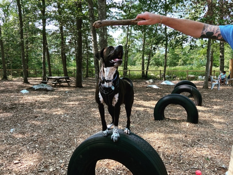 Tommy, a Boxer and American Pit Bull Terrier mix tested with EmbarkVet.com