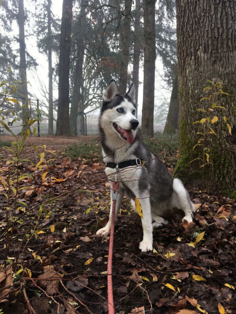 Lucy, a Siberian Husky and Samoyed mix tested with EmbarkVet.com