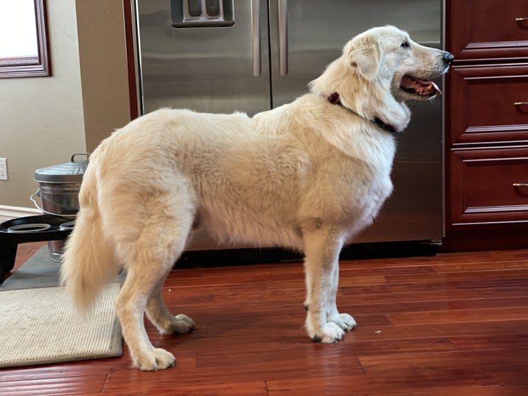 Falkor, a Great Pyrenees and Great Dane mix tested with EmbarkVet.com