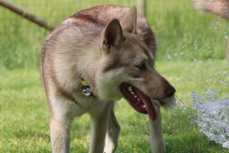 Indy (Roku), a Saarloos Wolfdog and Norwegian Elkhound mix tested with EmbarkVet.com