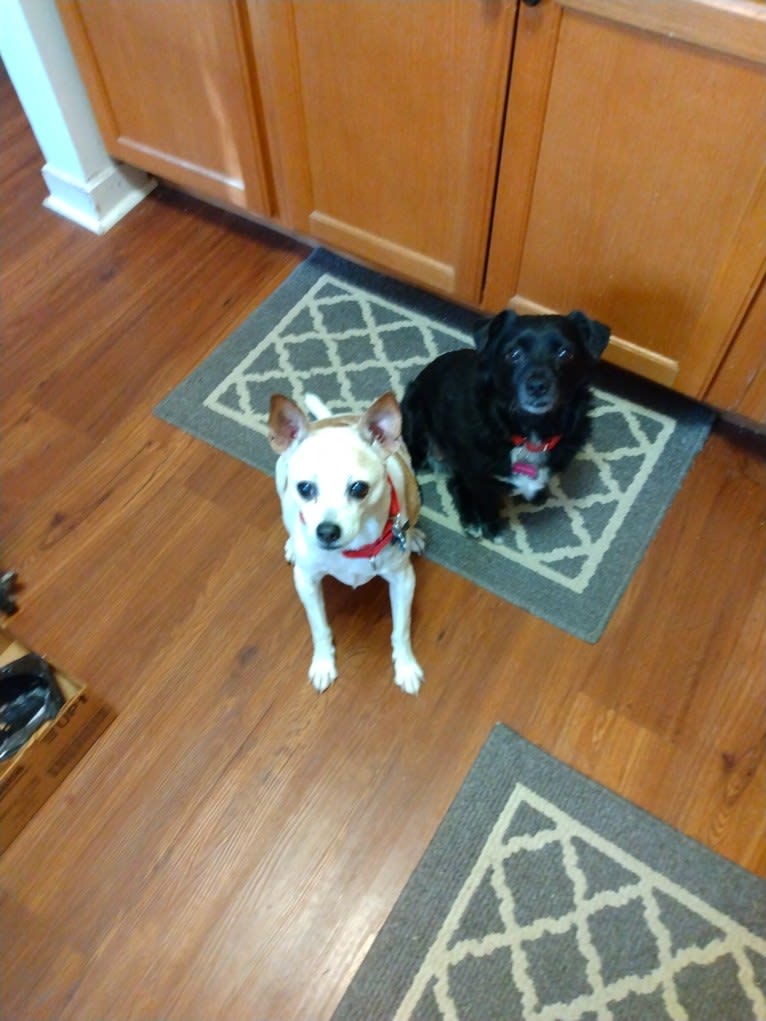 Candy Cane, a West Highland White Terrier and Shih Tzu mix tested with EmbarkVet.com