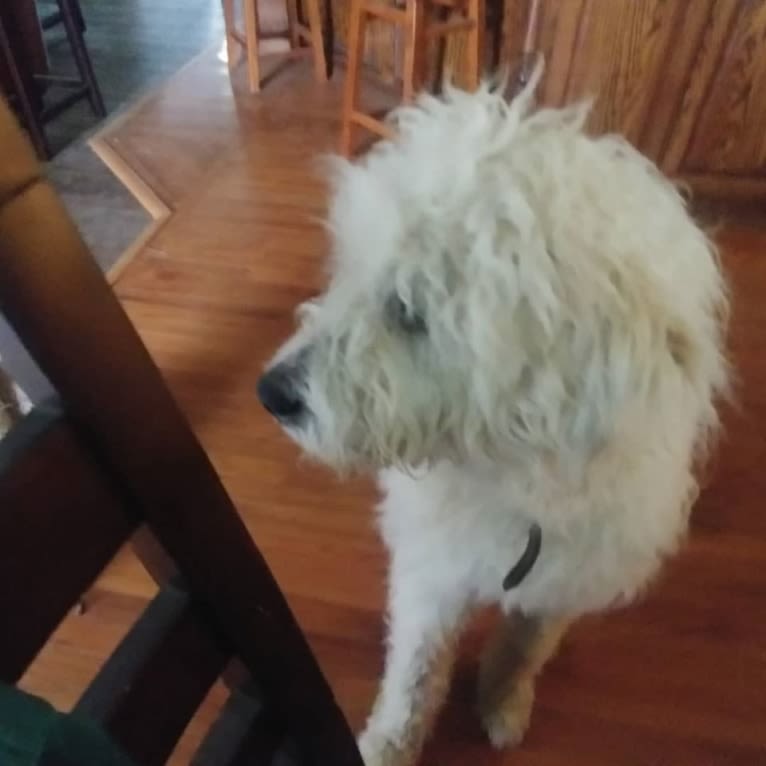 Rooster, a Great Pyrenees and Komondor mix tested with EmbarkVet.com