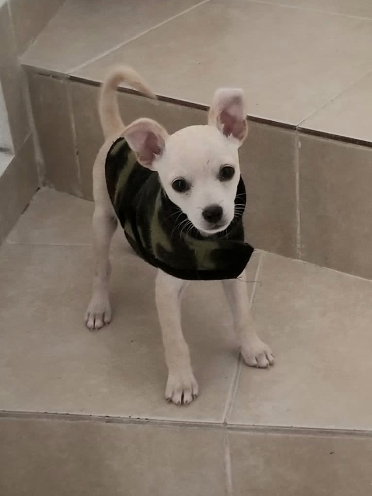 Benito ("Beni"), a Chihuahua and Poodle (Small) mix tested with EmbarkVet.com