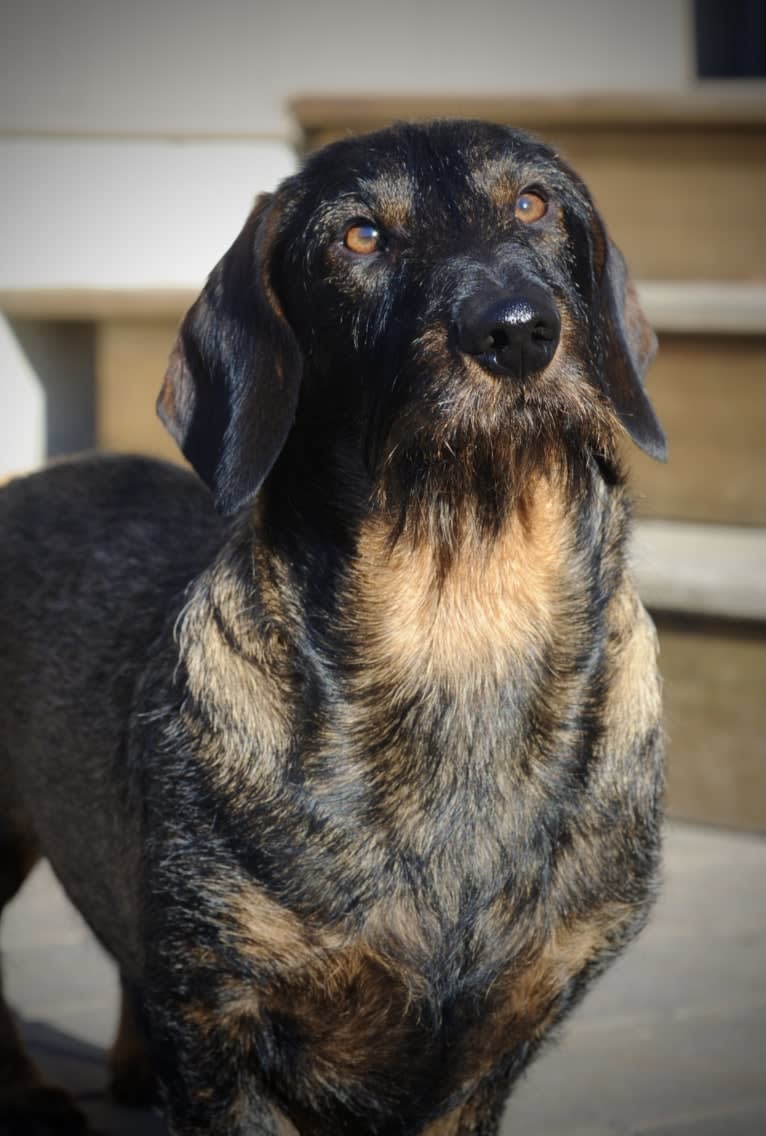 Arthur Fonzarelli, a Dachshund tested with EmbarkVet.com