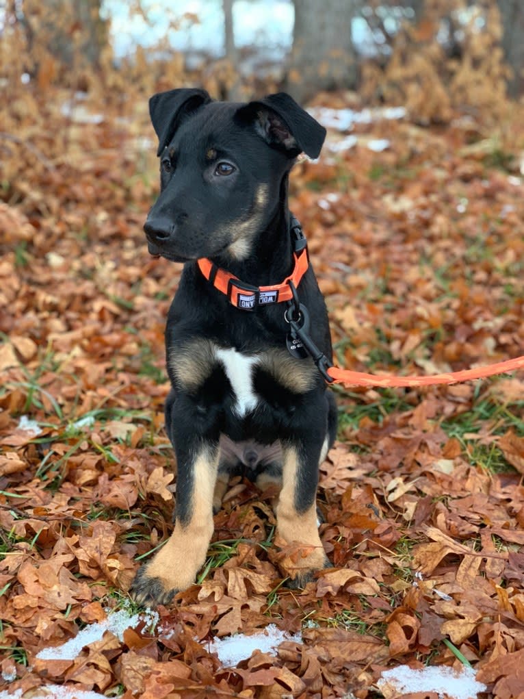 Goose, a German Shepherd Dog and Boxer mix tested with EmbarkVet.com