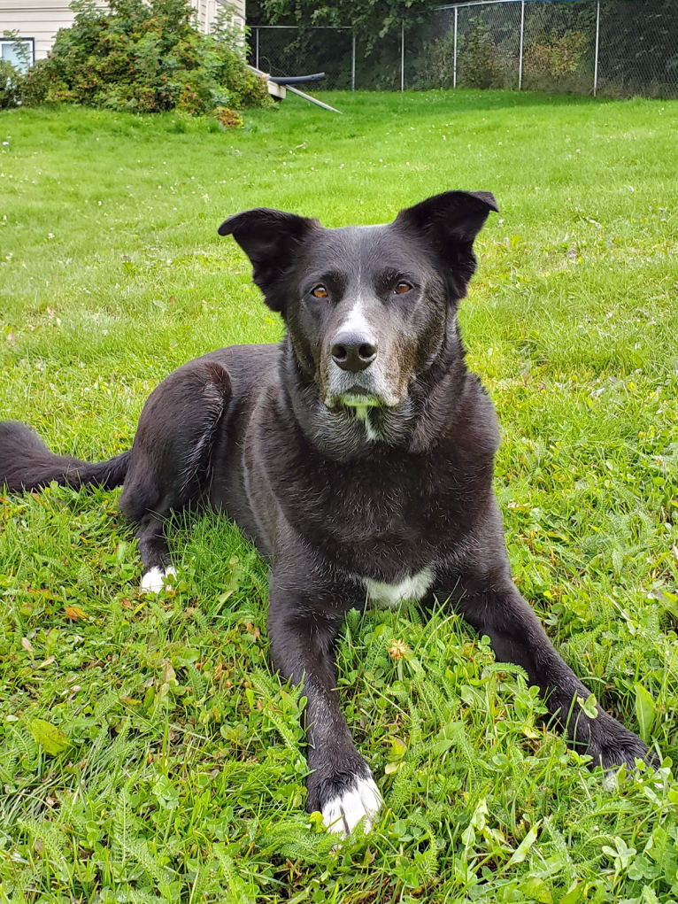 Sox, a Border Collie and Akita mix tested with EmbarkVet.com