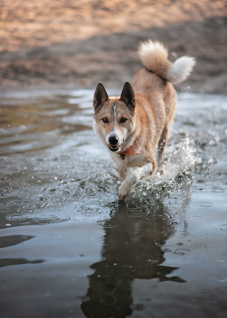 Naida, a West Siberian Laika tested with EmbarkVet.com