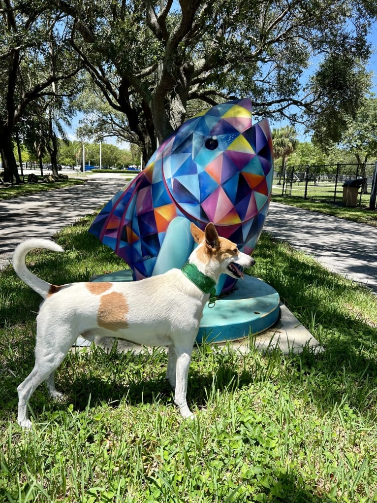 Banbury Cross Berlin, a Carolina Dog tested with EmbarkVet.com