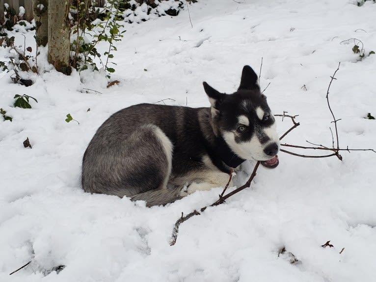 Rocket, a Siberian Husky and Alaskan Malamute mix tested with EmbarkVet.com