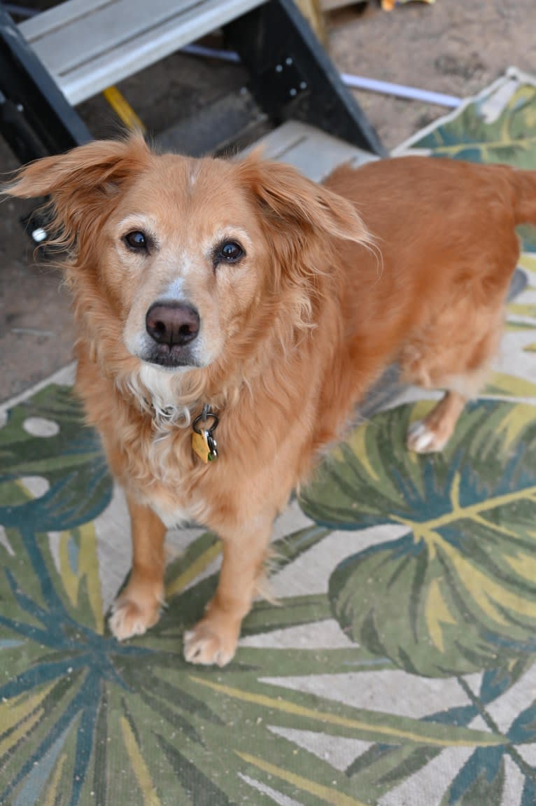 Roxy, a Chow Chow and American Pit Bull Terrier mix tested with EmbarkVet.com