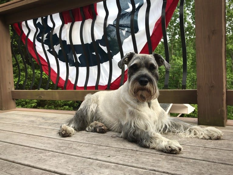 Watson, a Standard Schnauzer tested with EmbarkVet.com