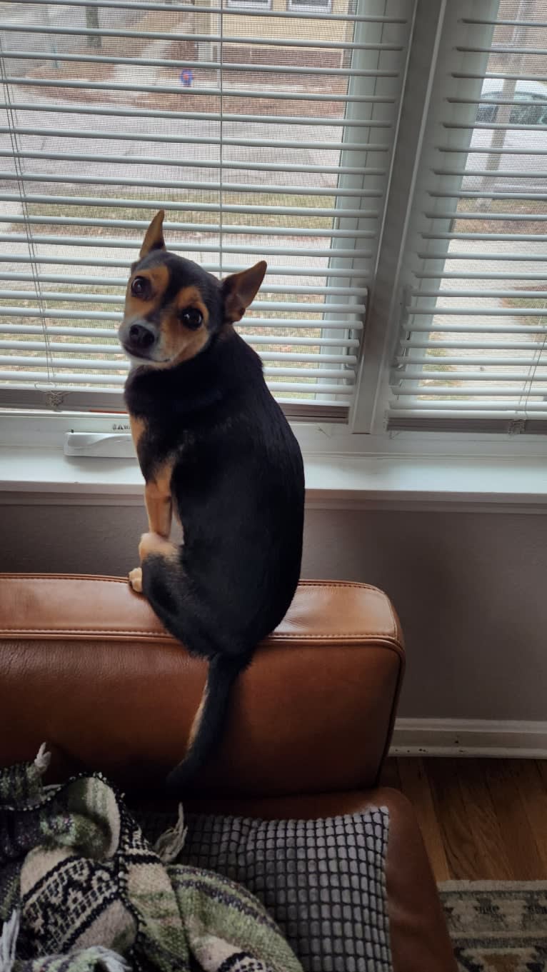 Bowser, a Chihuahua and Pomeranian mix tested with EmbarkVet.com