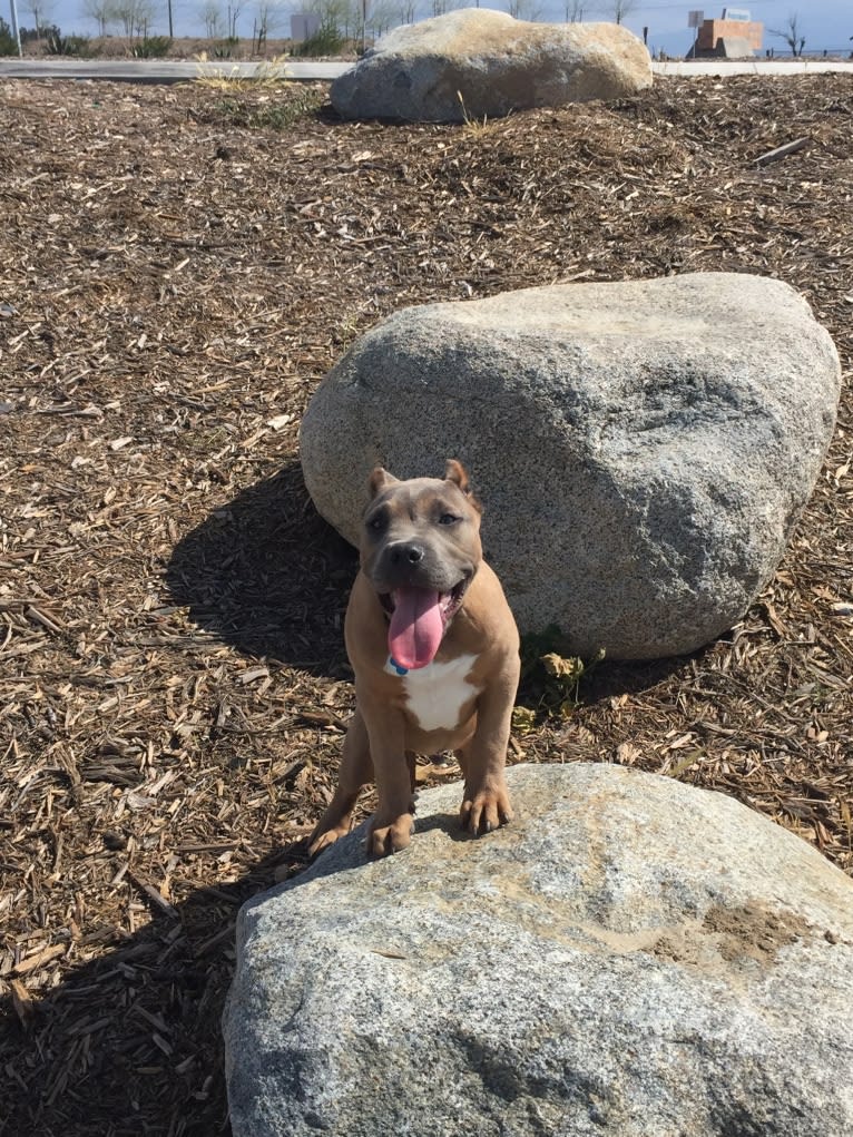 Storm King, an American Bully tested with EmbarkVet.com