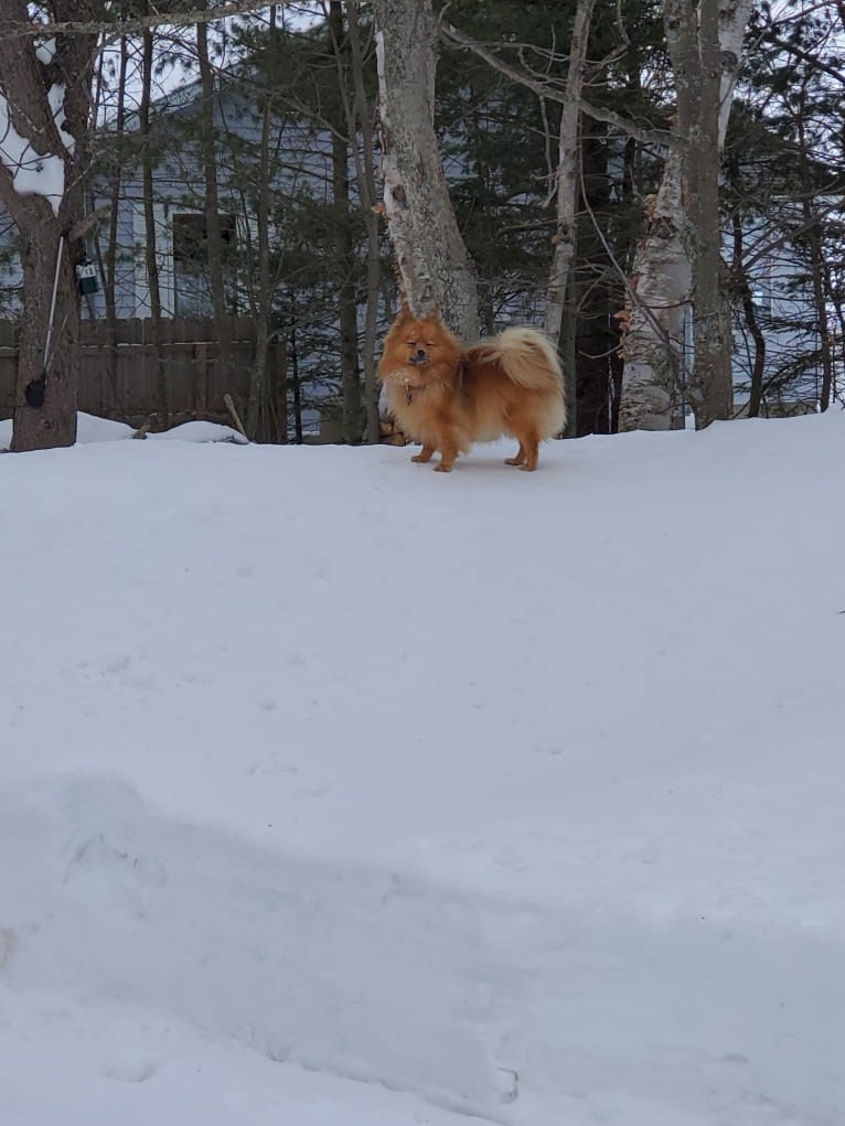 Gracy, a Pomeranian tested with EmbarkVet.com