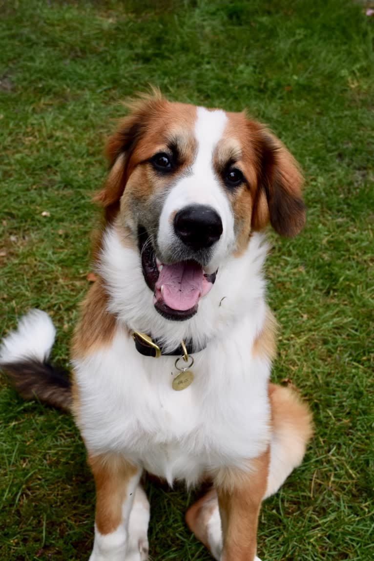 Gus, a Bernese Mountain Dog and Saint Bernard mix tested with EmbarkVet.com