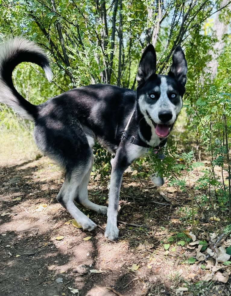 Blue, a Siberian Husky and German Shepherd Dog mix tested with EmbarkVet.com
