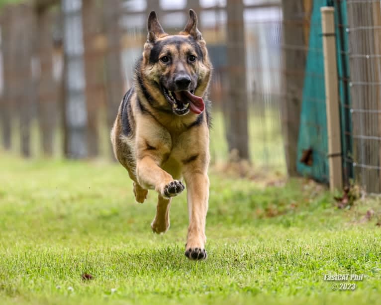 Hamlet, a German Shepherd Dog and Siberian Husky mix tested with EmbarkVet.com