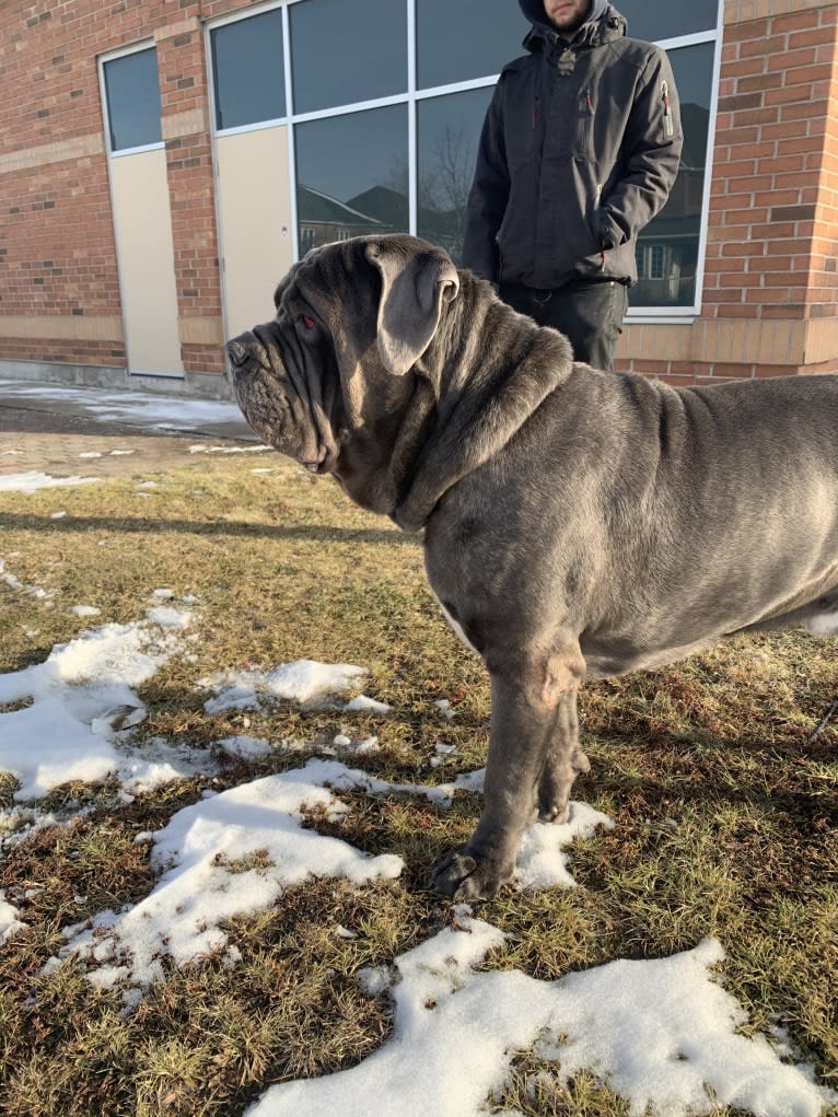 Kaiser, a Neapolitan Mastiff tested with EmbarkVet.com