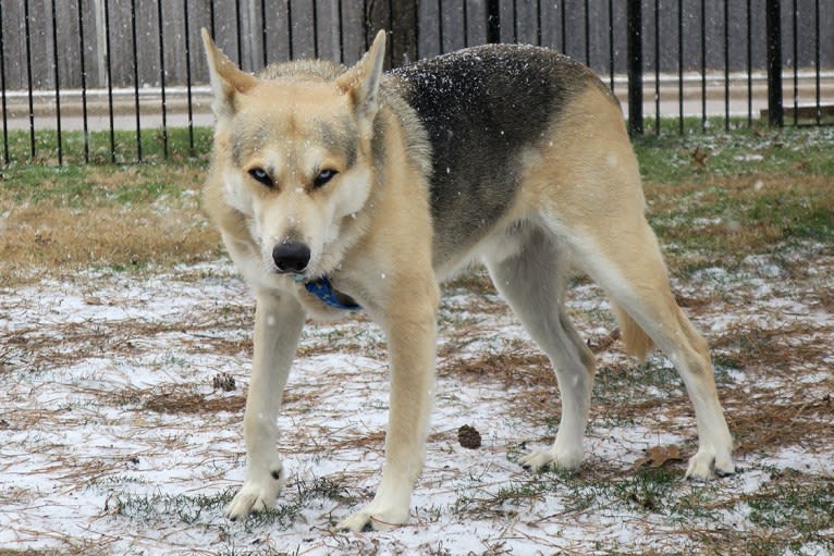 Skye, a Siberian Husky and German Shepherd Dog mix tested with EmbarkVet.com