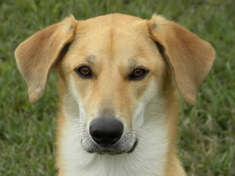 Rosie, a Chinook tested with EmbarkVet.com