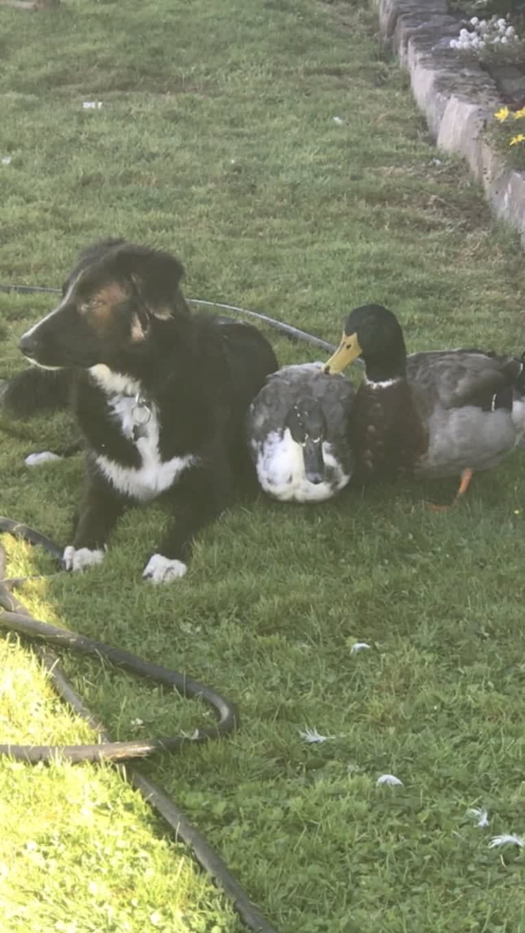 Jane, an English Shepherd tested with EmbarkVet.com