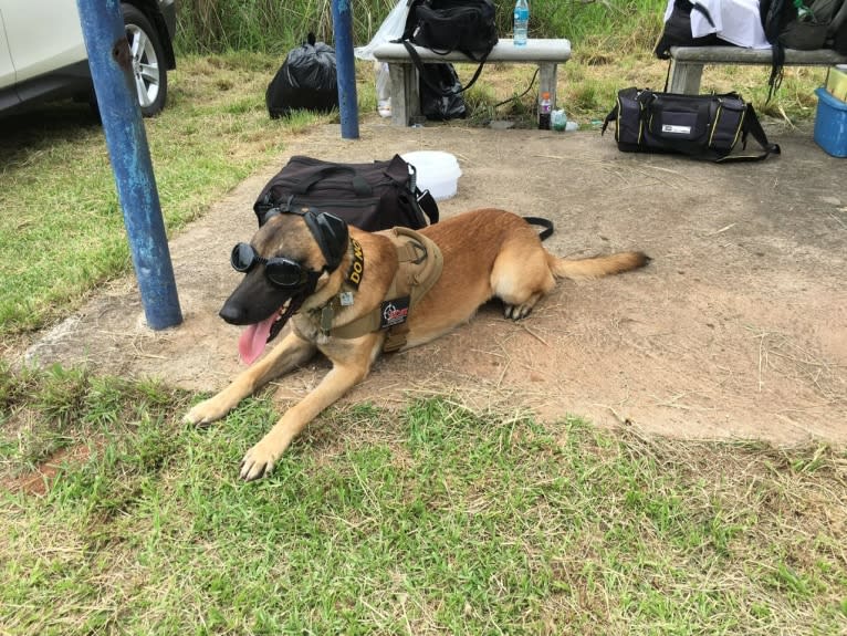 Baco, a Belgian Shepherd tested with EmbarkVet.com