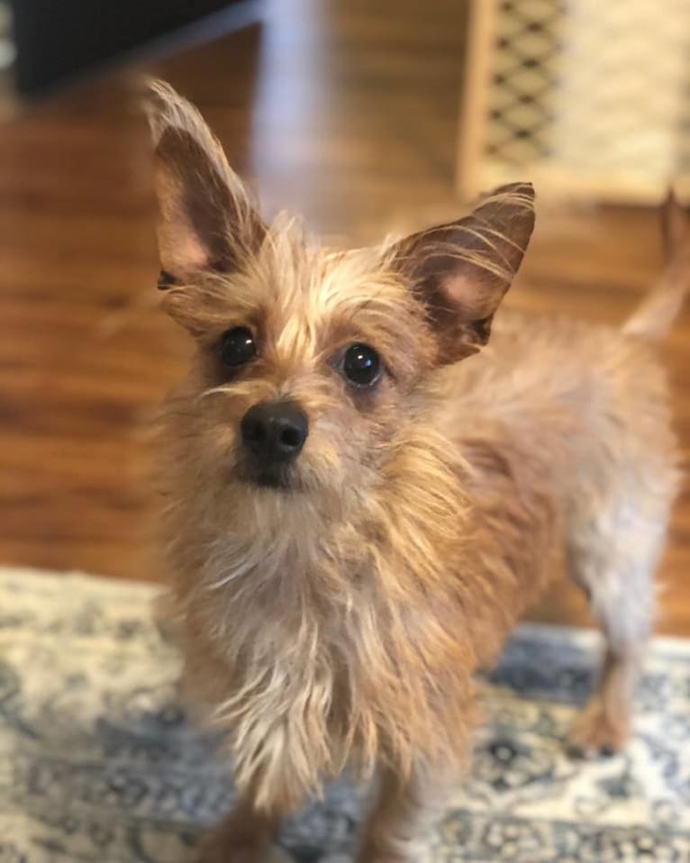 Dachshund shih tzu mix on sale