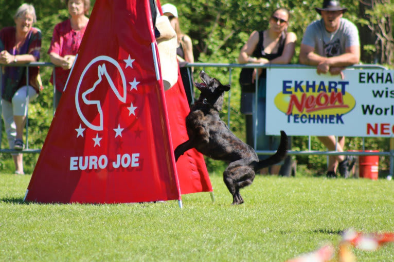 Nike des las Flores, a Dutch Shepherd tested with EmbarkVet.com