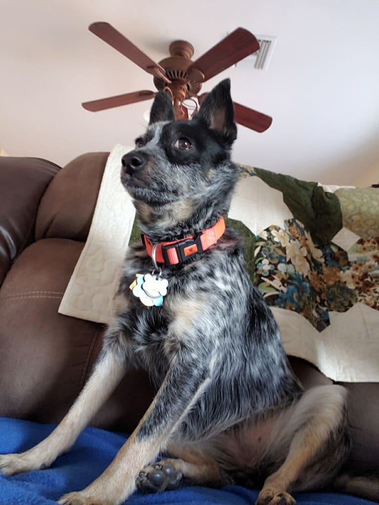 Echo, an Australian Cattle Dog and Chihuahua mix tested with EmbarkVet.com