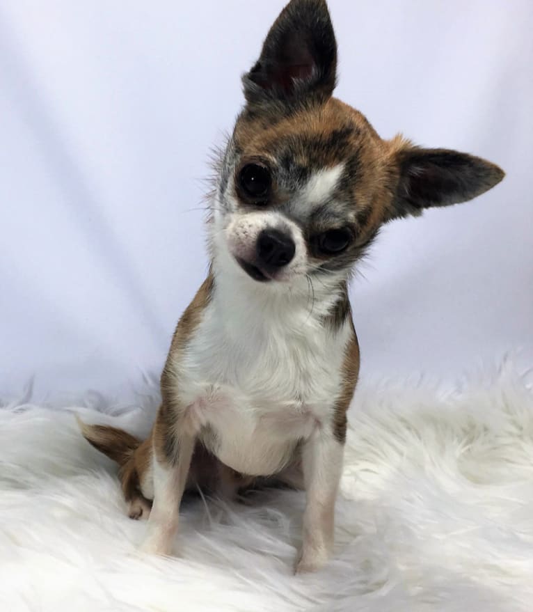 Obi, a Chihuahua tested with EmbarkVet.com