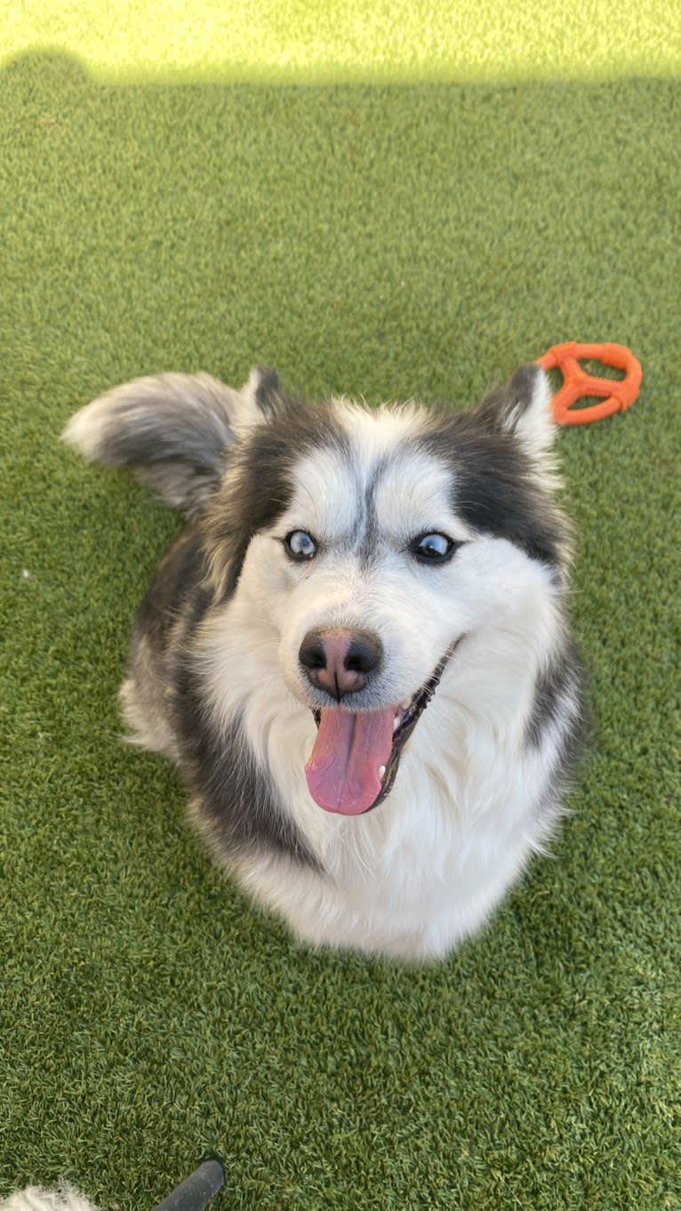 Snow Ball, a Siberian Husky and Pomeranian mix tested with EmbarkVet.com