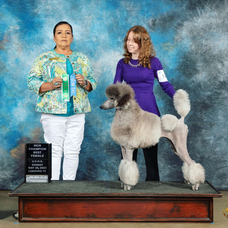 UCH Desert Reef's Rewrite the Stars CGCA CGCU TKI "Arwen", a Poodle (Standard) tested with EmbarkVet.com