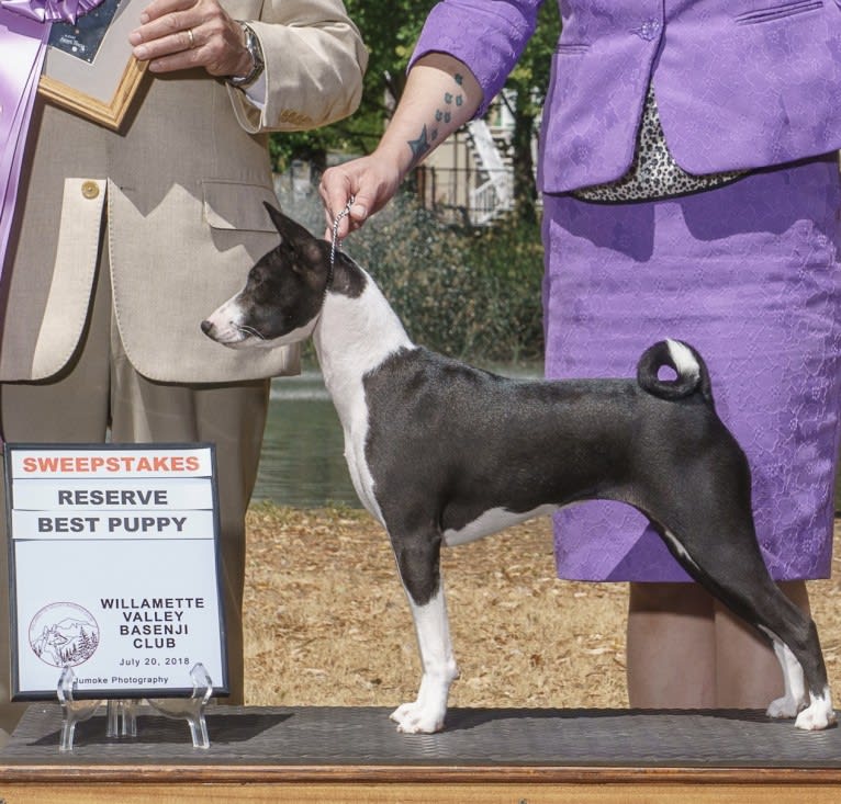 Skittles, a Basenji tested with EmbarkVet.com