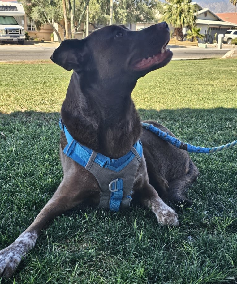 Rex, an American Pit Bull Terrier and German Shepherd Dog mix tested with EmbarkVet.com