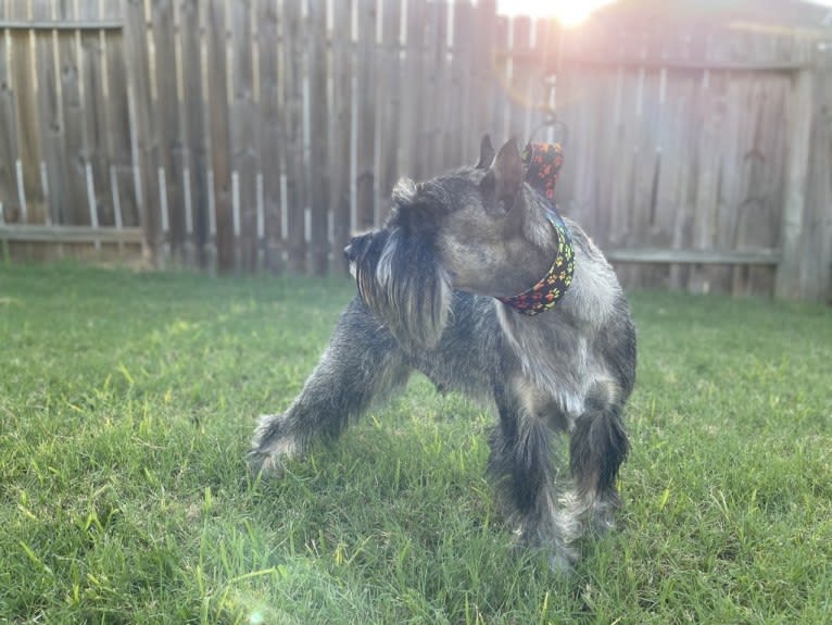 Hugo, a Standard Schnauzer tested with EmbarkVet.com