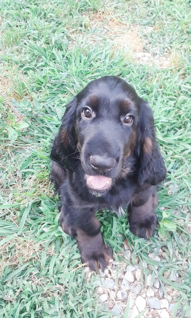 Parker, a Field Spaniel tested with EmbarkVet.com