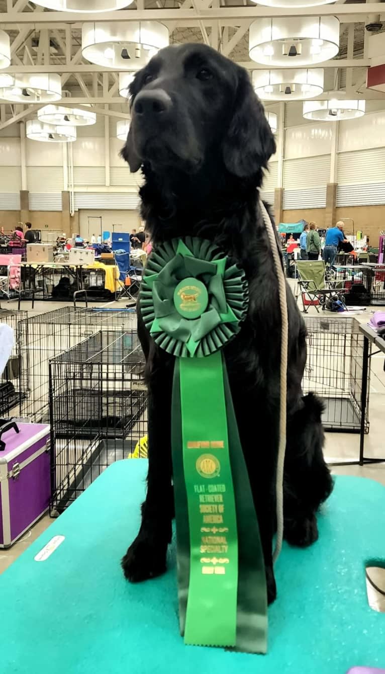 Ledger, a Flat-Coated Retriever tested with EmbarkVet.com
