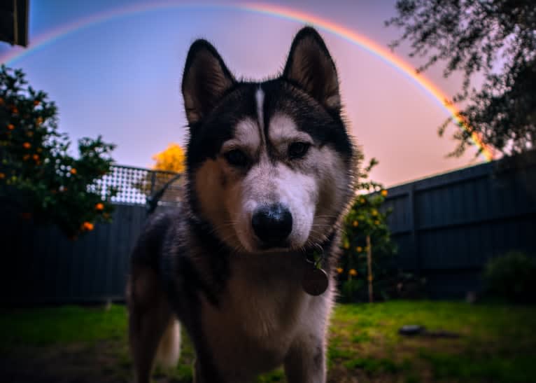 Apollo, a Samoyed and Siberian Husky mix tested with EmbarkVet.com