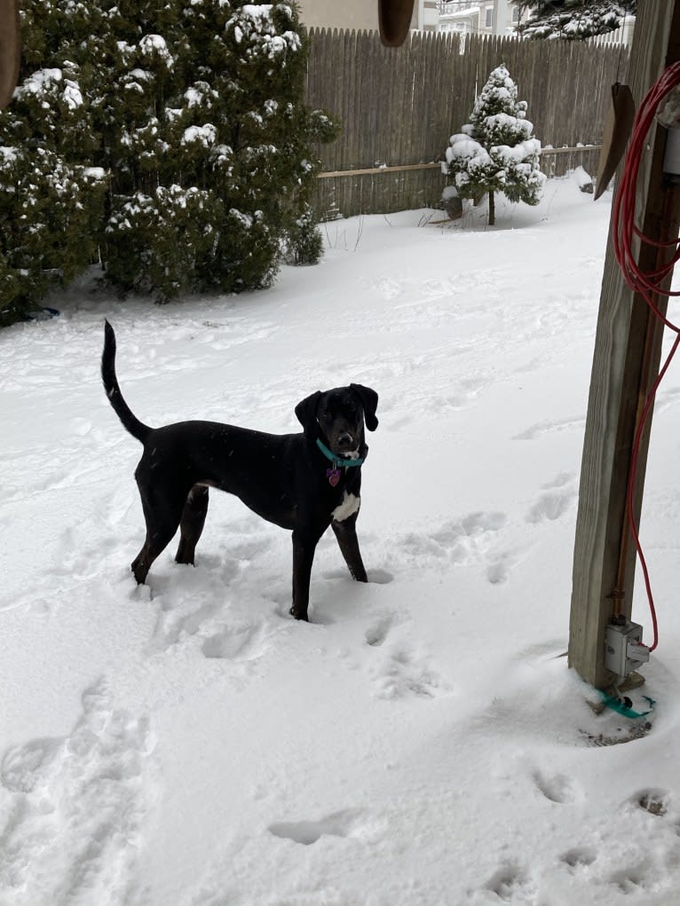 Poppy, a Doberman Pinscher and Weimaraner mix tested with EmbarkVet.com